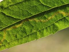 (Phytomyza Leafminer Fly) backlit mine on Tall Goldenrod