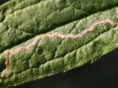 Phytomyza Leafminer Fly mine on Tall Goldenrod