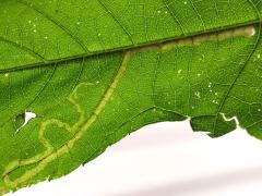 (Liriomyza Leafminer Fly) backlit mine on Giant Ragweed