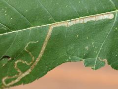 (Liriomyza Leafminer Fly) mine on Giant Ragweed