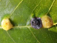 (Contarinia Gall Midge) upperside gall on Box Elder