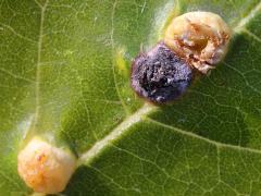 (Contarinia Gall Midge) upperside open gall on Box Elder