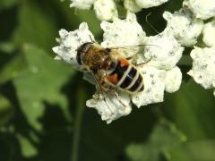 (European Drone Fly) on Wild Quinine