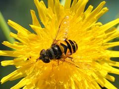 (Transverse Flower Fly) female on Common Sow Thistle