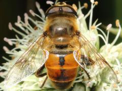 (Common Drone Fly) male on Rattlesnake Master