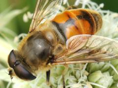 Common Drone Fly male hairy eyes on Rattlesnake Master