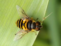 (Transverse Flower Fly) female on Rattlesnake Master