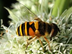 (Transverse Flower Fly) on Rattlesnake Master