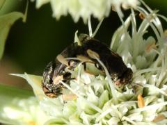 Wavy Mucksucker mating on Rattlesnake Master