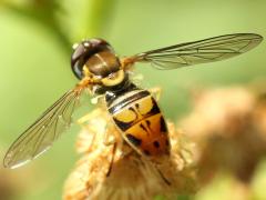 (Margined Calligrapher) male