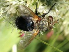 (Archytas Bristle Fly) on Rattlesnake Master