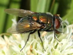 (Common Greenbottle Fly) on Rattlesnake Master