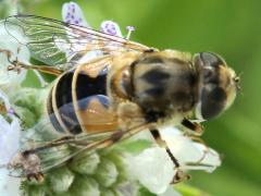 (European Drone Fly) on Common Mountain Mint