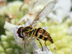 (Eastern Calligrapher) female on Common Mountain Mint