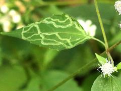 White Snakeroot Leafminer Fly mine on White Snakeroot