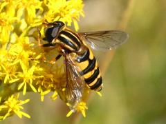 (Narrow-headed Marsh Fly) female