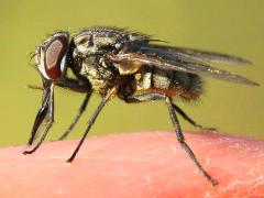 (Stable Fly) sucking blood