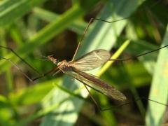 (Crane Fly) crawling