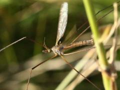 (Crane Fly) flight