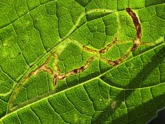 White Snakeroot Leafminer Fly backlit mine on White Snakeroot