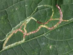 (White Snakeroot Leafminer Fly) mine on White Snakeroot