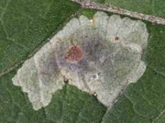 Composite Leafminer Fly mine on Purple Joe Pye Weed