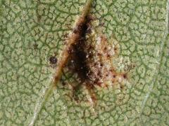 (Hawthorn Gall Midge) underside gall on Cockspur Hawthorn