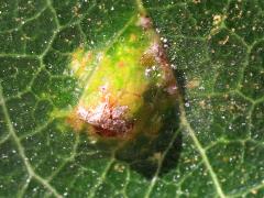 Hawthorn Gall Midge upperside gall on Cockspur Hawthorn