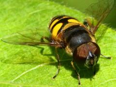 (Transverse Flower Fly) male head