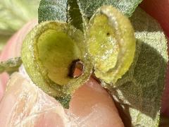 (Sawtooth Sunflower Midge) open gall on Sawtooth Sunflower