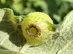 (Sawtooth Sunflower Midge) underside gall on Sawtooth Sunflower