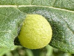 (Sawtooth Sunflower Midge) upperside gall on Sawtooth Sunflower