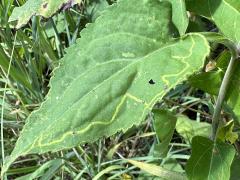 (Ophiomyia Leafminer Fly) upperside mine on Drummond's Aster