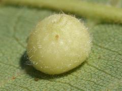 Hickory Placenta Gall Midge underside gall on Shagbark Hickory