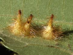 (Hickory Spiny Gall Midge) underside galls on Shagbark Hickory