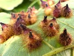 Hickory Spiny Gall Midge underside galls on Shagbark Hickory