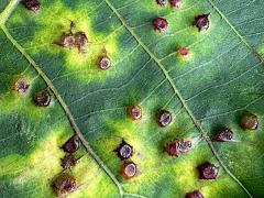 (Hickory Spiny Gall Midge) upperside galls on Shagbark Hickory