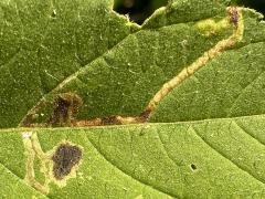 Liriomyza Leafminer Fly upperside mine on Giant Ragweed