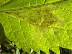 Calycomyza Leafminer Fly underside mine on White Snakeroot