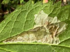 Calycomyza Leafminer Fly upperside mine on White Snakeroot