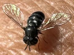 (Paragus Grass Skimmer Fly) frontal