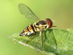 (Eastern Calligrapher) female