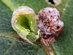 Contarinia Gall Midge open gall on Box Elder