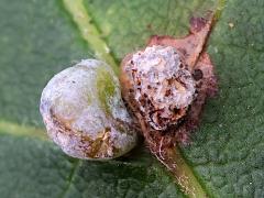 (Contarinia Gall Midge) upperside gall on Box Elder