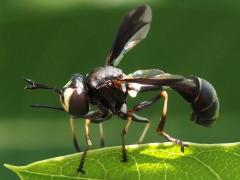 (Common Eastern Physocephala) male