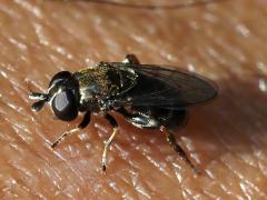 (Eumerus Syrphid Fly) female lateral