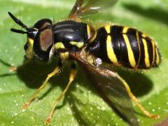 (Chrysotoxum Meadow Fly) male lateral