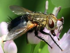 (Archytas Bristle Fly) female frontal