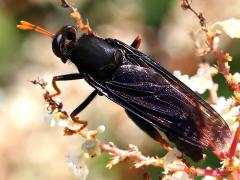 (Golden-legged Mydas Fly) dorsal