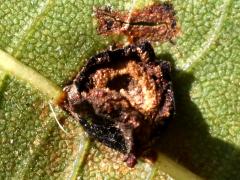 (Linden Wart Gall Midge) underside gall on American Linden